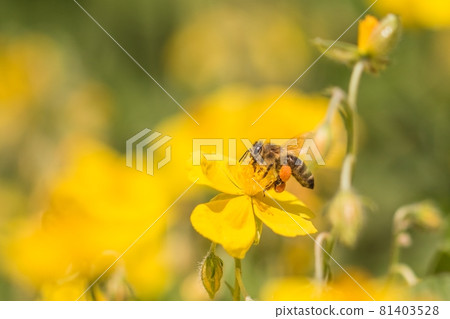 Honey bee garden flight collecting flower pollen Honey bee garden flight collecting flower pollen 81403528