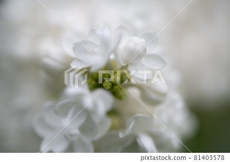 淡紫色的宏觀世界 81403578