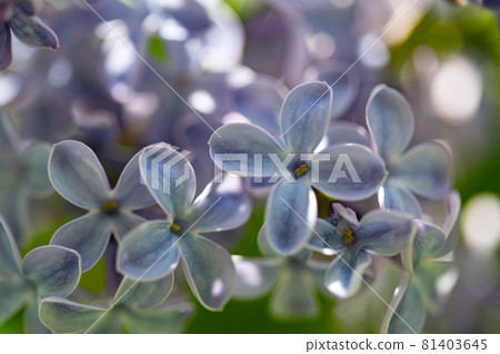 淡紫色的宏觀世界 81403645