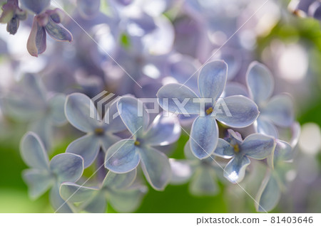 淡紫色的宏觀世界 81403646