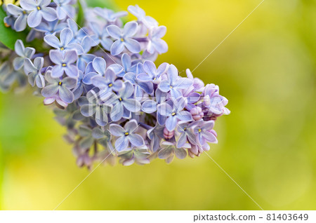 淡紫色的宏觀世界 淡紫色的宏觀世界 81403649