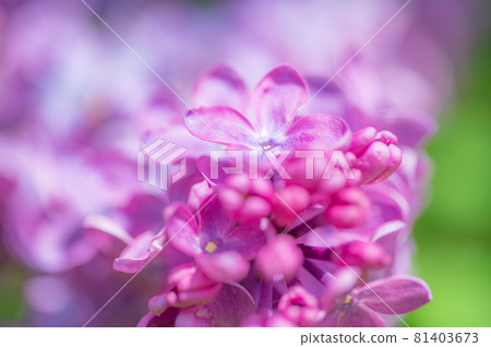 淡紫色的宏觀世界 淡紫色的宏觀世界 81403673