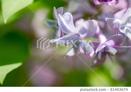 淡紫色的宏觀世界 淡紫色的宏觀世界 81403674