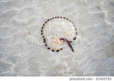 Compass Jellyfish Chrysaora hyoscella, west-coast of Donegal, Ireland. Compass Jellyfish Chrysaora hyoscella, west-coast of Donegal, Ireland. 81403750