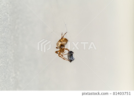 Cross Orb weaver spider eating prey in Ireland - View from the underside 81403751