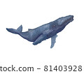 座頭鯨 81403928