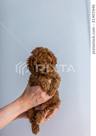 小狗玩具貴賓犬 81403946