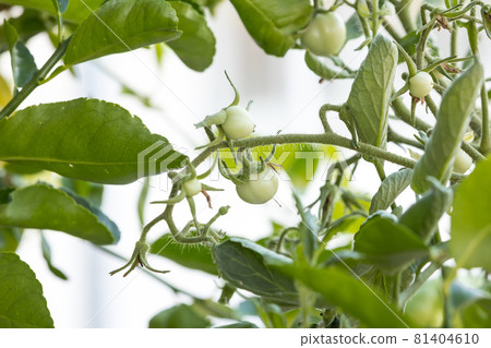Small green tomatoes ripen in the farm. Tomato trees are fruiting in the garden.  81404610
