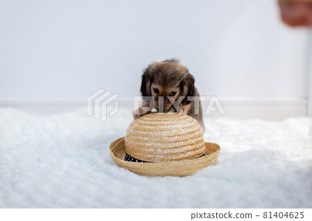 Puppy Kaninhen Dachshund Puppy Kaninhen Dachshund 81404625