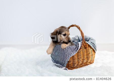 Puppy Kaninhen Dachshund Puppy Kaninhen Dachshund 81404626