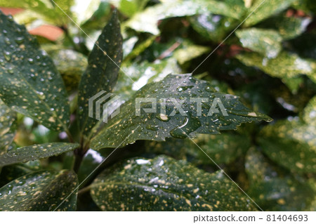 Filia Oki (with water drops after rain) Filia Oki (with water drops after rain) 81404693