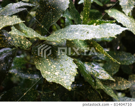 Filia Oki (with water drops after rain) 81404710