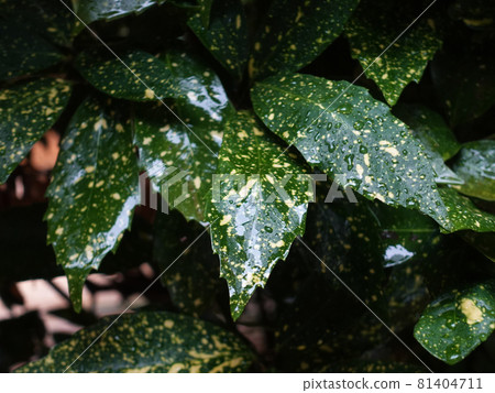 Filia Oki (with water drops after rain) Filia Oki (with water drops after rain) 81404711