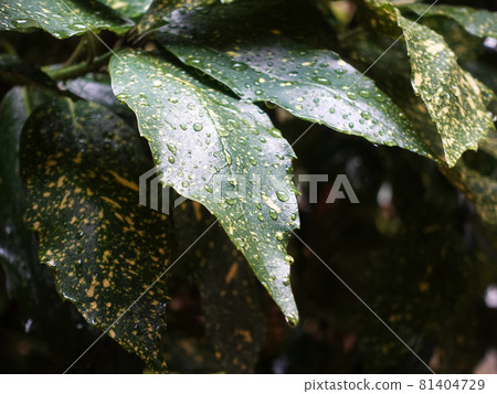 Filia Oki (with water drops after rain) 81404729