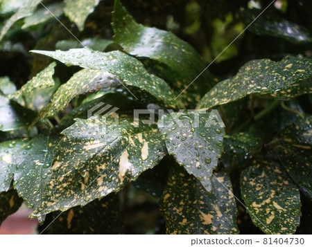 Filia Oki (with water drops after rain) 81404730
