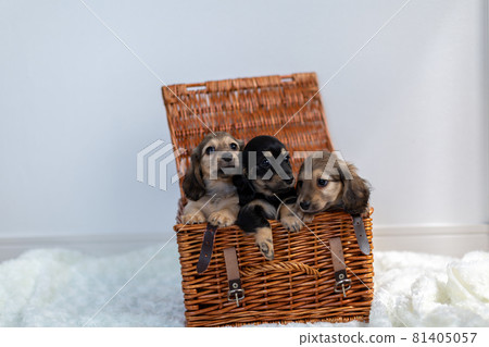 小狗 Kaninhen 臘腸 81405057