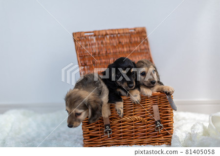 小狗 Kaninhen 臘腸 81405058