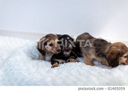 Puppy Kaninhen Dachshund Puppy Kaninhen Dachshund 81405059