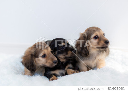 小狗 Kaninhen 臘腸 81405061