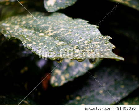 Filia Oki (with water drops after rain) Filia Oki (with water drops after rain) 81405086