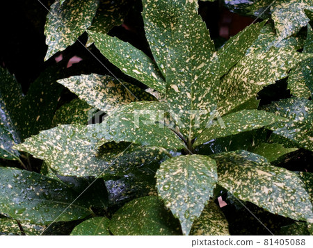 Filia Oki (with water drops after rain) 81405088
