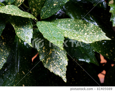 Filia Oki (with water drops after rain) Filia Oki (with water drops after rain) 81405089