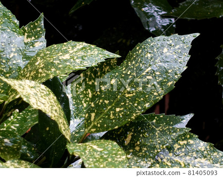 Filia Oki (with water drops after rain) 81405093