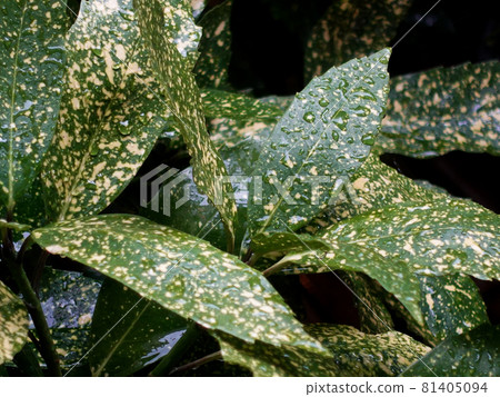 Filia Oki (with water drops after rain) 81405094