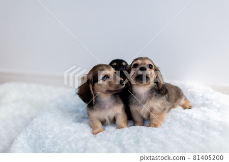 Puppy Kaninhen Dachshund Puppy Kaninhen Dachshund 81405200