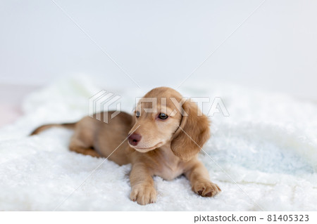 小狗 Kaninhen 臘腸 小狗 Kaninhen 臘腸 81405323
