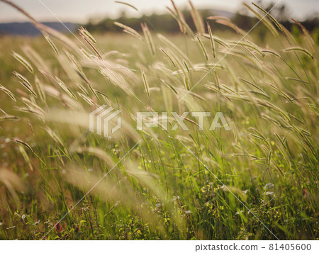 Background of ripening ears of meadow wheat field. Background of ripening ears of meadow wheat field. 81405600