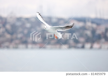 A flying seagull with open wings 81405979