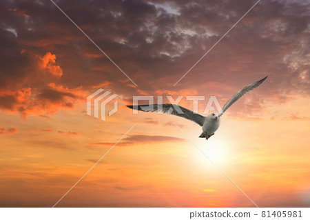 A flying seagull with open wings 81405981