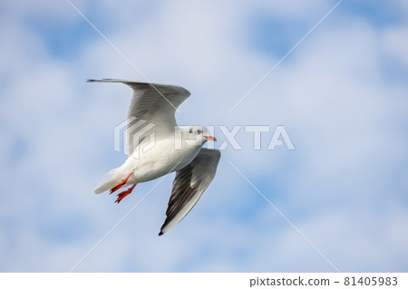 A flying seagull with open wings 81405983