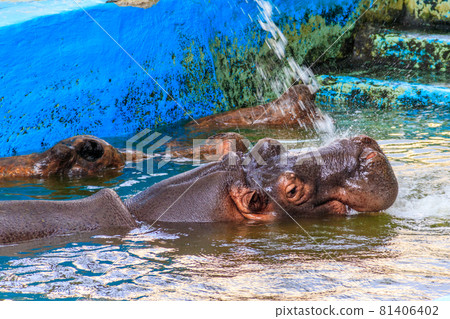 Common hippopotamus (Hippopotamus amphibius) or hippo in water Common hippopotamus (Hippopotamus amphibius) or hippo in water 81406402