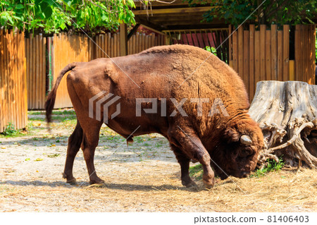 American bison (Bison bison), also known as buffalo in a paddock at farmyard American bison (Bison bison), also known as buffalo in a paddock at farmyard 81406403