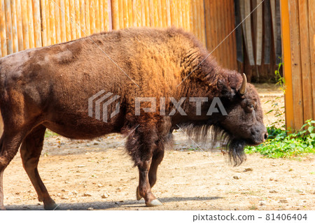 European bison (Bison bonasus), also known as wisent, auroch in a paddock at farmyard 81406404
