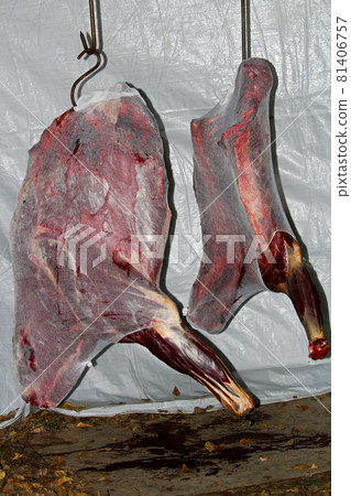 The front quarters of a moose wrapped and hung 81406757