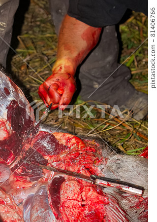 Splitting the pelvis bone on a moose while field dressing Splitting the pelvis bone on a moose while field dressing 81406766