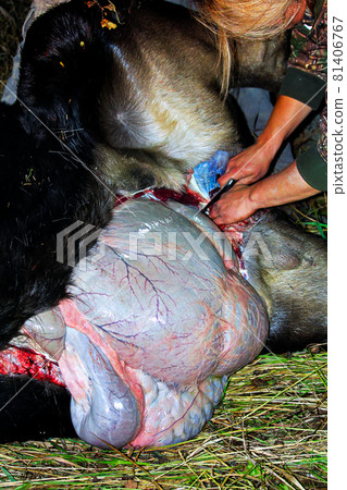 Removing the guts from a moose after it has been shot 81406767