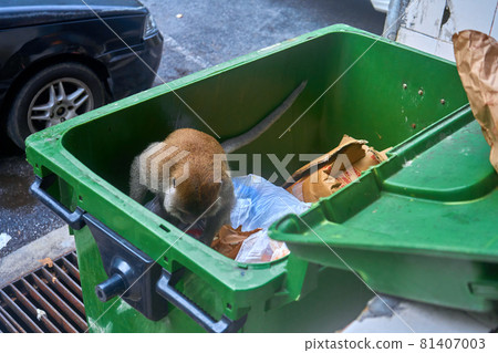 The wild monkey is eating a French fries he found in the trash can. Don't Filmed me while I'm eating. The monkey eats fast food from the trash can 81407003