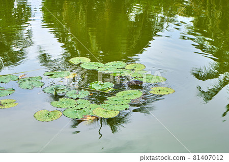 Monitor lizard in a lake in a green recreation park in Asia 81407012