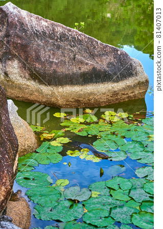 Monitor lizard in a lake in a green recreation park in Asia Monitor lizard in a lake in a green recreation park in Asia 81407013