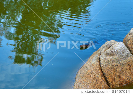 Monitor lizard in a lake in a green recreation park in Asia Monitor lizard in a lake in a green recreation park in Asia 81407014