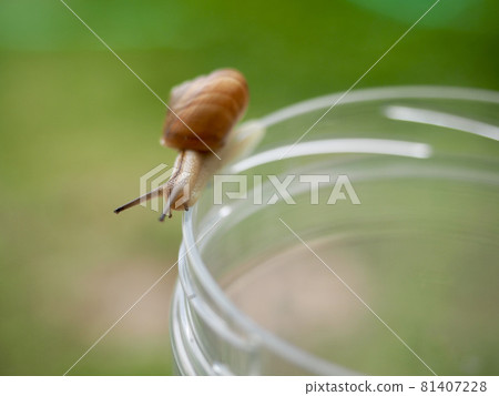 Snail crawling on the edge 81407228