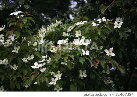 Evergreen dogwood flowers that bloom in groups Evergreen dogwood flowers that bloom in groups 81407324