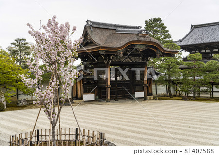 從春天的總寺仁和寺看到的左近櫻和手下門 從春天的總寺仁和寺看到的左近櫻和手下門 81407588