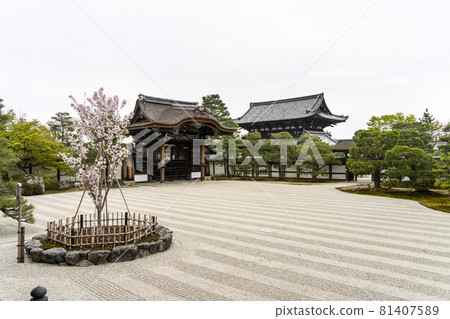 從春天的總寺仁和寺看到的左近櫻、手下門、仁王門 81407589