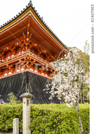 Bell tower of Ninna-ji Temple, the head temple of spring 81407903