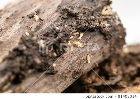 Reticulitermes speratus eating trees 81408014